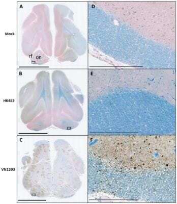 Immunohistochemistry: Avian Influenza A H6N1 Nucleoprotein Antibody [NB100-56572]
